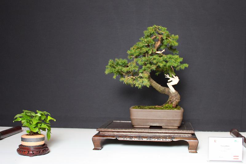 Bonsai, cay the, cay canh nghe thuat, cây cảnh nghệ thuật